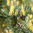 flower_pine